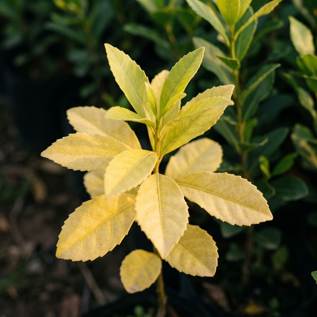 Hojas de yerba mate amarillas por clorosis