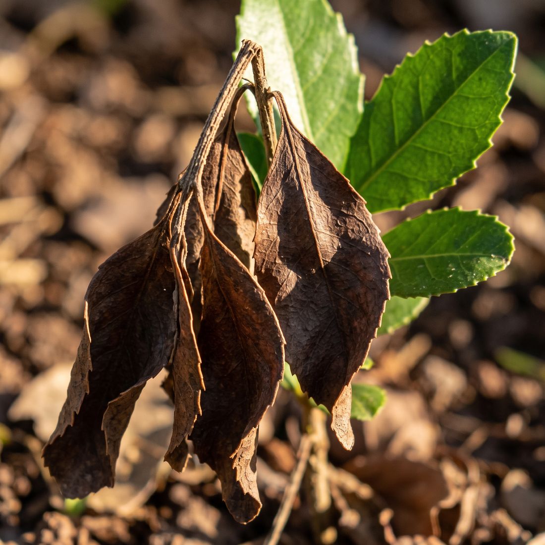 Hojas secas de yerba mate por estrés solar